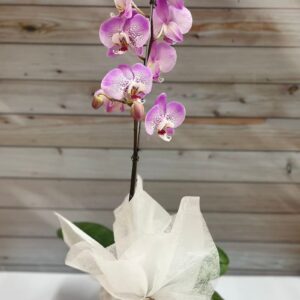 Orquídea Phalaenopsis