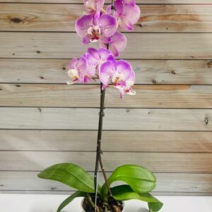 Orquídea Phalaenopsis