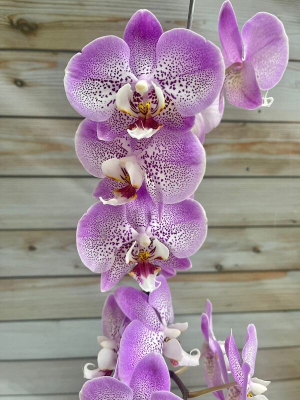 Orquídea Phalaenopsis - Imagen 3